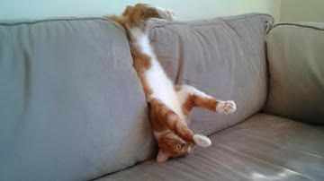 Default cat settings 😹 Funny Cats videos