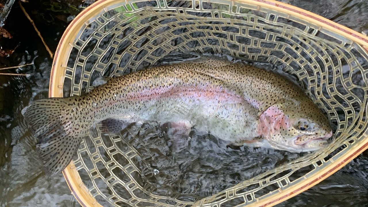 Fly Fishing Potter County PA. Memorial Day 2021 YouTube