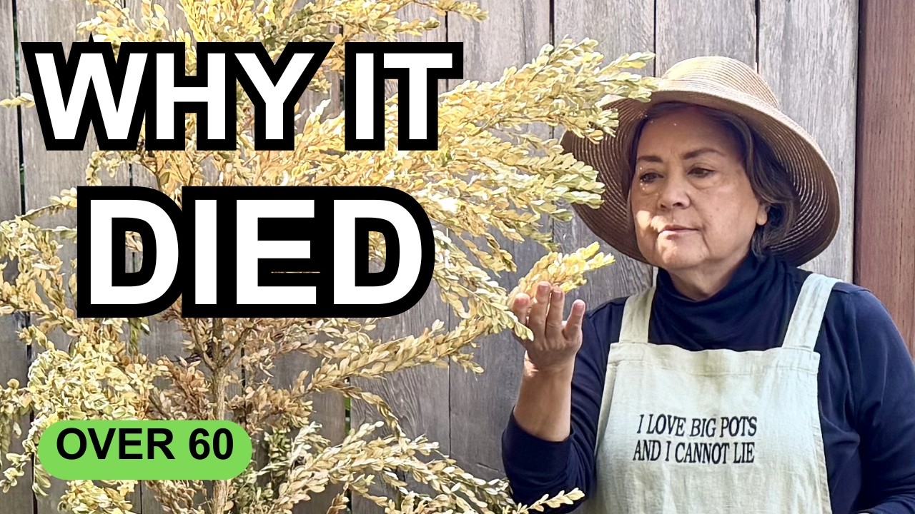 The Drainage Hole Mistake That's Quietly Killing Your Container Plants
