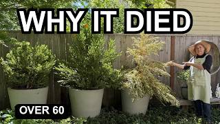 Celebrity The Drainage Hole Mistake That's Quietly Killing Your Container Plants Wealth