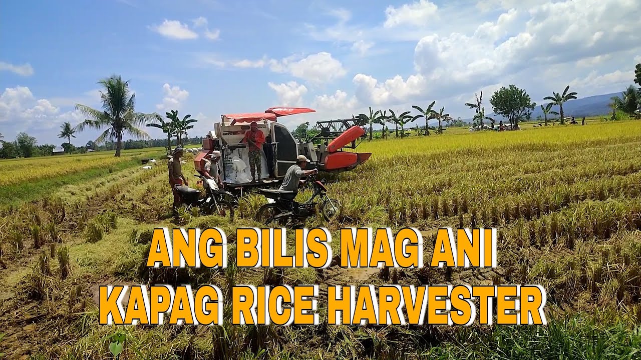 RICE HARVESTER | MABILISANG PARAAN NG PAG HARVEST NG PAL…