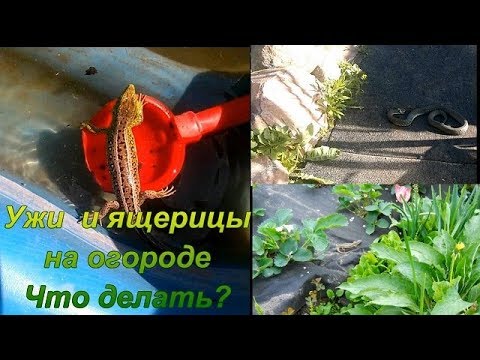 Вопрос: Как выгнать ящерицу из дома?