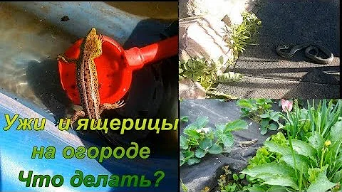 УЖИ И ЯЩЕРИЦЫ НА ДАЧЕ.НУЖНО ЛИ  ИЗБАВЛЯТЬСЯ ОТ НЕПРОШЕННЫХ ГОСТЕЙ