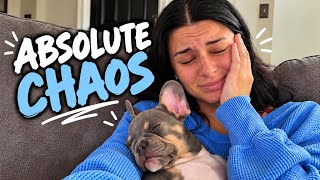 My Puppy RUINED Pet Chore Day…