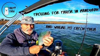 Trolling for Tailor in Mandurah and where to catch them.