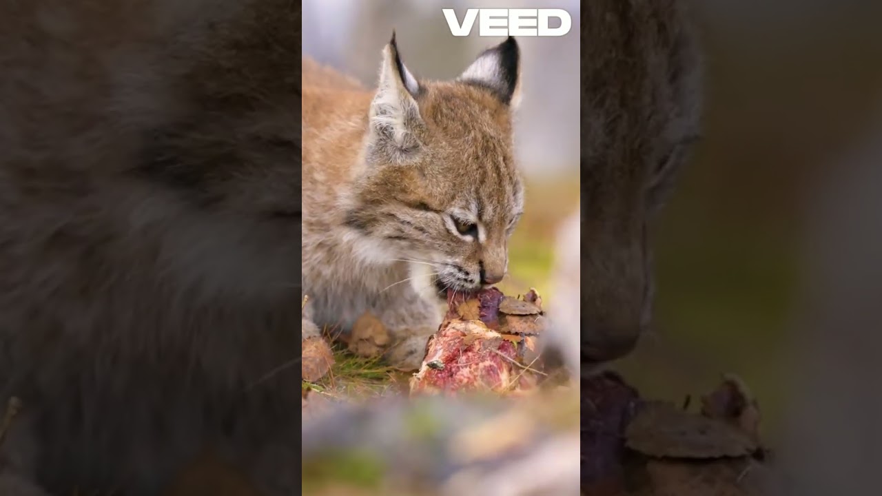 Revolutionizing California Wildfire Management with Frequency Waves