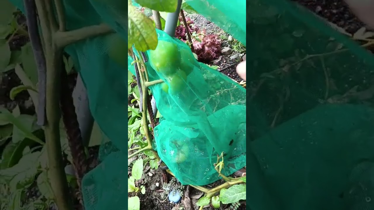 Dami muna tanim gulay pero naghahanap kapa iba,😅😅 #highlights  #ofwintaiwan 