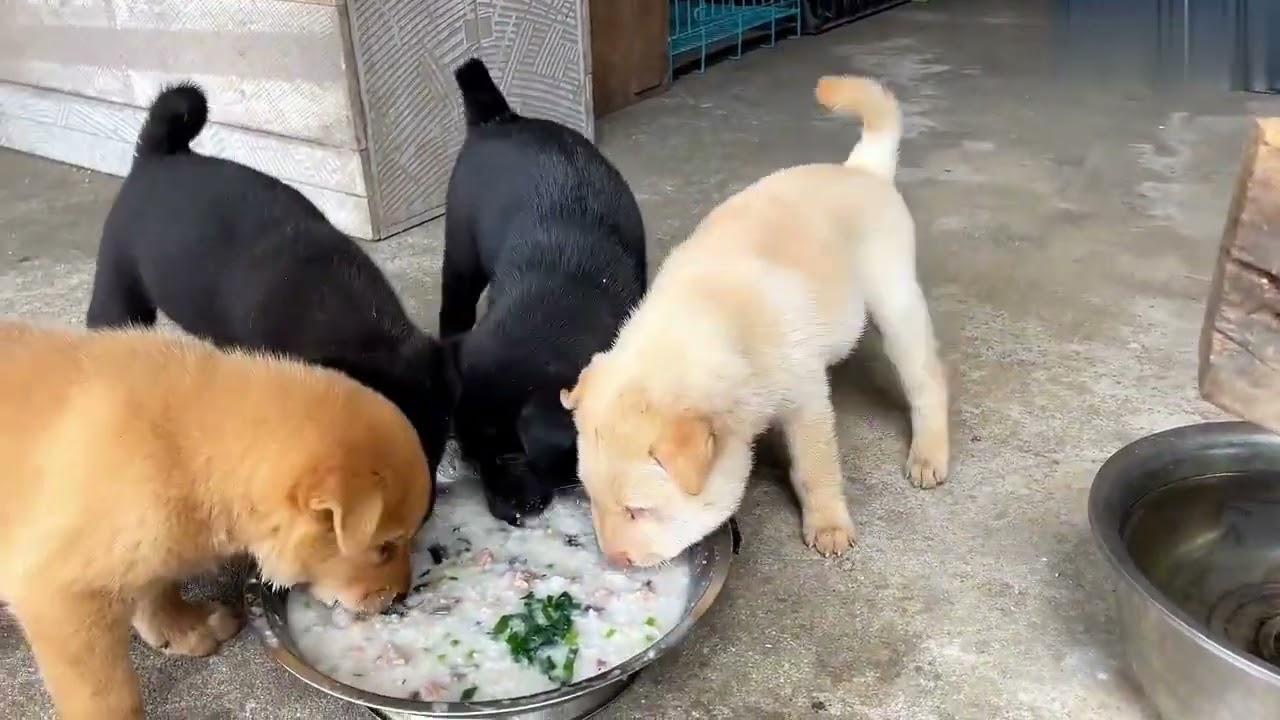 Don't Miss Out on Puppy's Daily FUN!