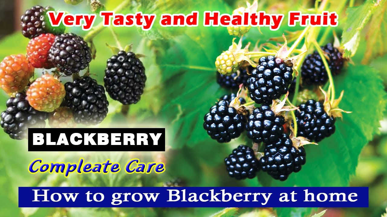 How to Grow Blackberries In Containers টবেই হবে প্রচুর ব্লাকবেরি Blackberry My Plant House