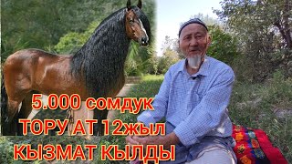 БОЛОТБЕК ПАЛБАН ЛЕГЕНДА. тору аттын историясы 1- бөлүк