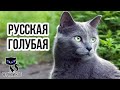 Русская голубая кошка / Интересные факты о кошках