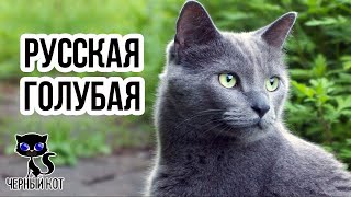 ✔ Русская голубая кошка –  короткошерстная порода голубого окраса с  зелеными глазами