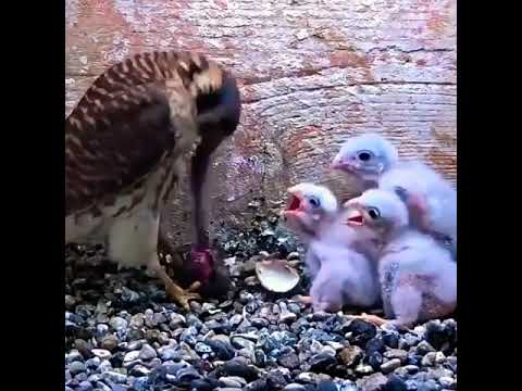 animal feeding