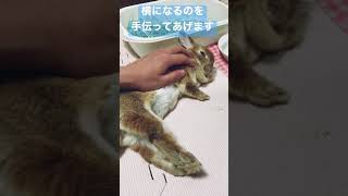 うさぎの寝かしつけのポイント