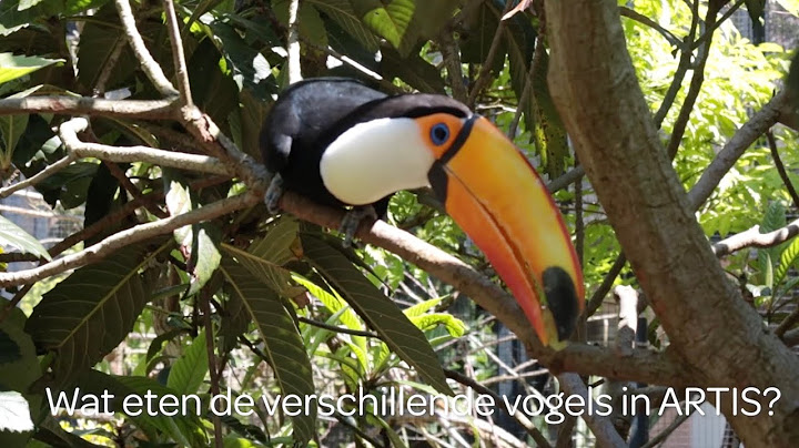 ARTIS eet: 3. Wat eten de verschillende vogels in ARTIS?