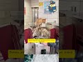 KUCING JADI SATPAM KANTOR