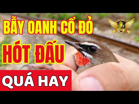 Video Bẫy Chim Hót Đấu Cực Hay - Bẫy Oanh Cổ Đỏ - Siberian... - youtube