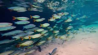 underwater fish da freshwater flock rio