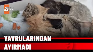Yavru Tavşana Kediden Anne Şefkati - Atv Haber 20 Mayıs 2022