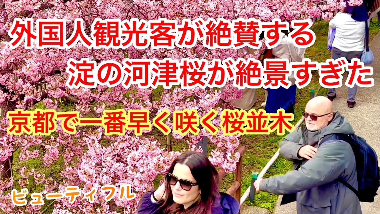 2026年3月6日 外国人観光客が絶賛する淀の河津桜🌸が絶景すぎた 京都で一番早く咲く桜並木が大混雑 Kawazu cherry blossoms, Yodo