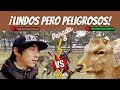 [El ATAQUE de los CIERVOS]🦌⚠️ El PARQUE de NARA en JAPÓN 🍘🌳 - Kenya de Nippon