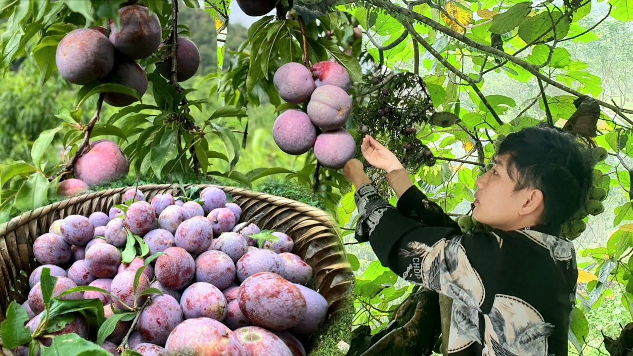 Pick plums to sell at the market, Wash clothes, Live self-sufficiently in the forest. Triệu Văn Tính