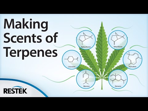 Video: De Novo Pengeluaran Enam Aroma Anggur Utama Monoterpenes Oleh Geraniol Synthase-engineered S. Cerevisiae Strain Wain