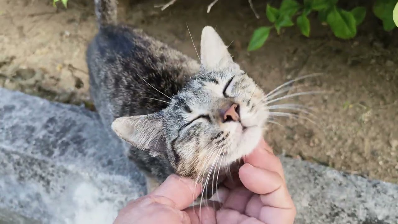 Beautiful cat 😍🐈