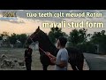 Marwari horse mavali stud form owner bhanwar Lal ji Lohar mavali m.6376564184