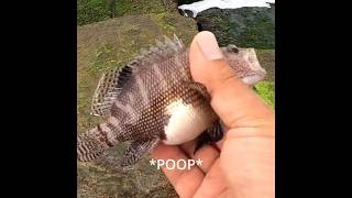 April 29, 2026 belted sandfish (first ever)