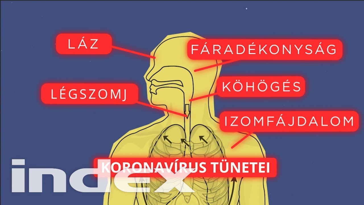 Korbféreg tojás. A toxoplazmózis etiológiája