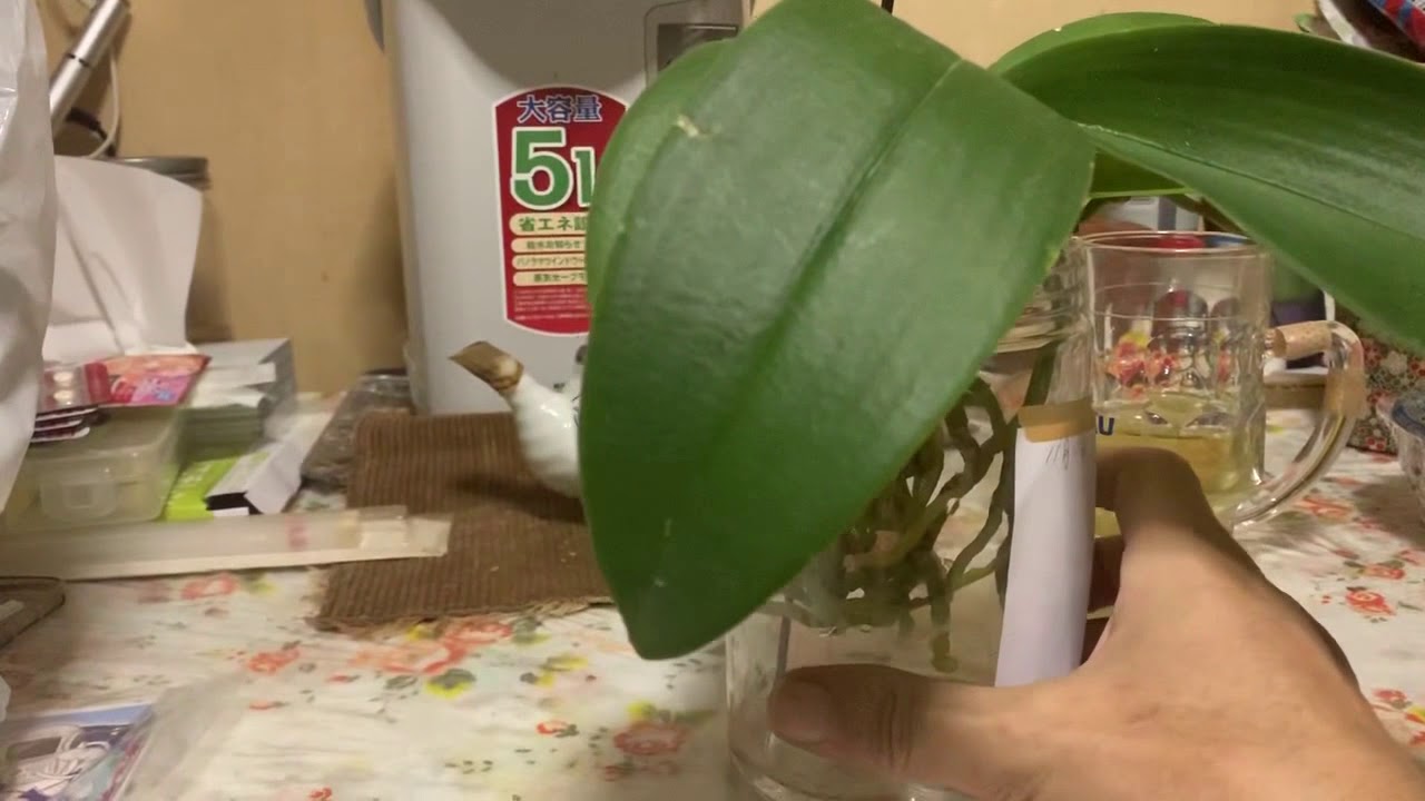 胡蝶蘭空中栽培 Youtube