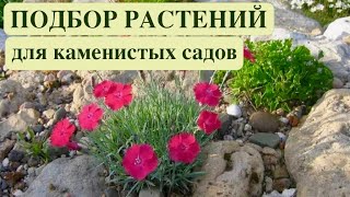 РАСТЕНИЯ ДЛЯ РОКАРИЯ И АЛЬПИНАРИЯ. ЧАСТЬ 1.