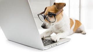 How To Tell A Dog's Age and What Are Dog Years? How To Tell A Dog's Age and What Are Dog Years?