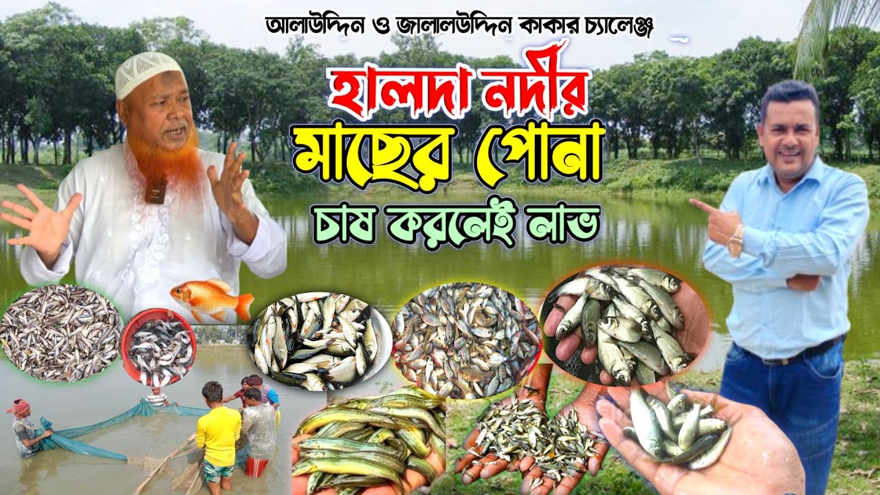 অরজিনাল হালদা নদীর পোনা মাছ, চ্যালেঞ্জ করে দিচ্ছে যশোরের আলাউদ্দিন ও জালালউদ্দিন কাকা! মাছ চাষ!
