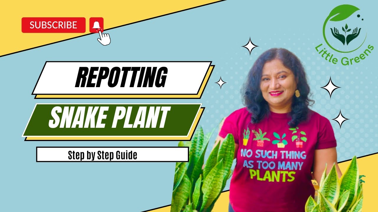 Step by Step Guide to Repot Snake Plant - YouTube