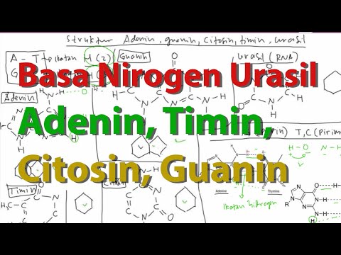 Basa Nitrogen (Timin, Adenin, Citosin, Guanin, Urasil)