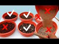 Best Soil Mix for Adenium || Know the 3 Secrets and the Unseen Component