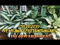 10 tanaman hias sri rezeki dan cara perbanyakan  tanamanhias terasrumah