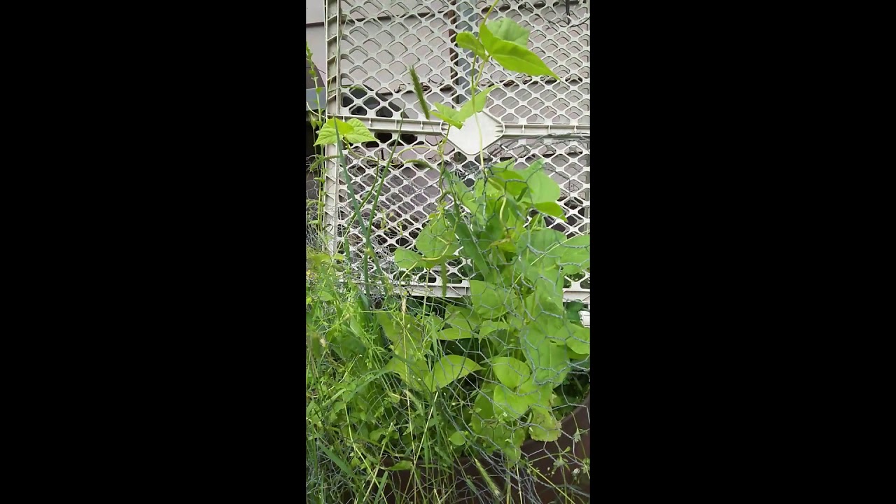 How to protect your garden from chickens YouTube