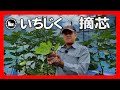 いちじくVlog #31 摘芯 SEASON3