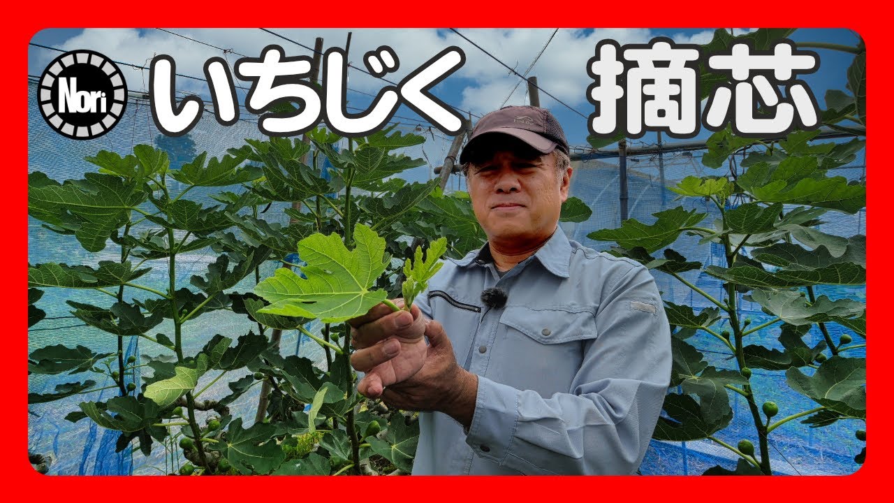 いちじくVlog　#31　摘芯　SEASON3