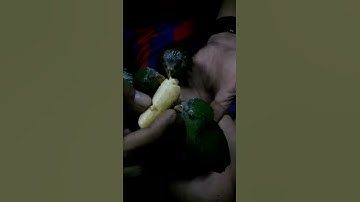 Serindit anak suap