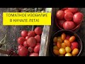 В огороде есть уже все! Томаты, огурцы, кабачки! Урожай богатый! Обзор огорода 27 июня.