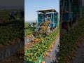 Satisfying Strawberry Harvesting Process #trendingvideo #viralvideo #poster #youtubeshorts