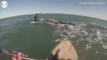 Whales greet paddleboarders off coast of Argentina