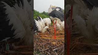 Порцію розмели за 10 секунд #birds