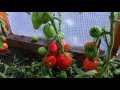 Урожай томатов 2016 год. Сорта.