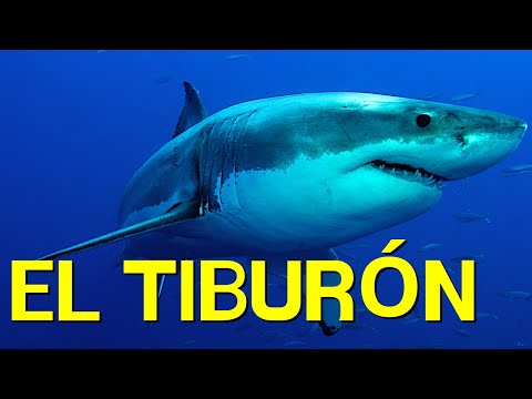 Video: Que Comen Los Tiburones