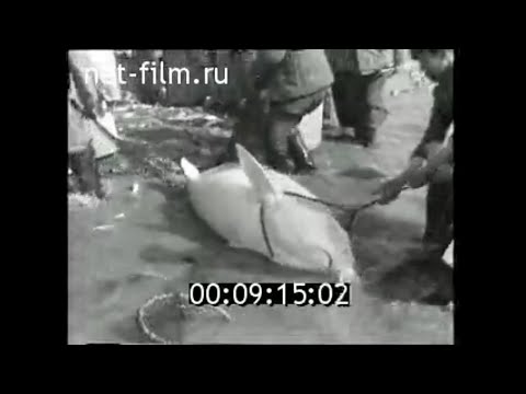 1960г. рыбколхоз Тихий Дон Ростовская обл